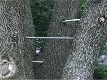 Lewisville Tree Trimming