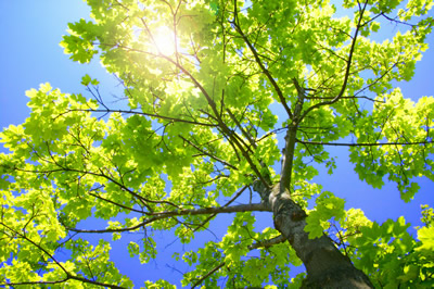 Lewisville Tree Trimming