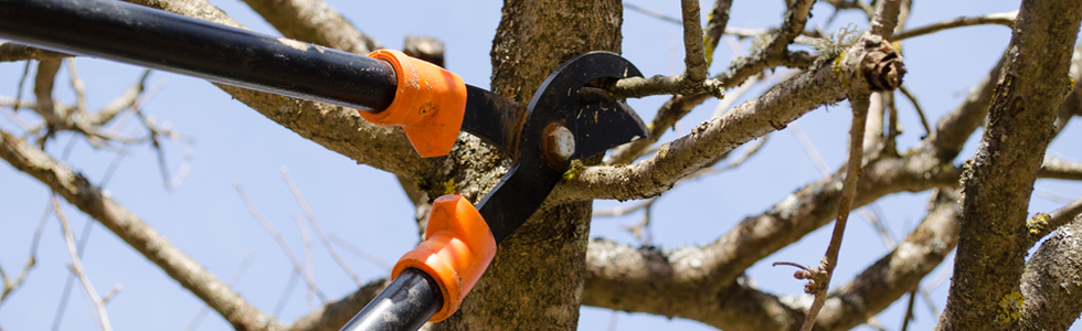 Tree Trimming Lewisville, Texas