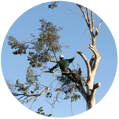 Lewisville Tree Services