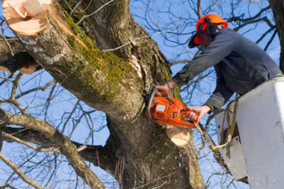 Lewisville Tree Trimming